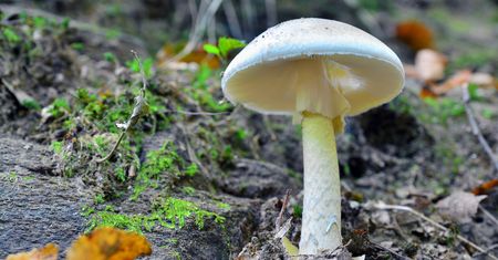 Łódź: starsze małżeństwo zatruło się muchomorem sromotnikowym