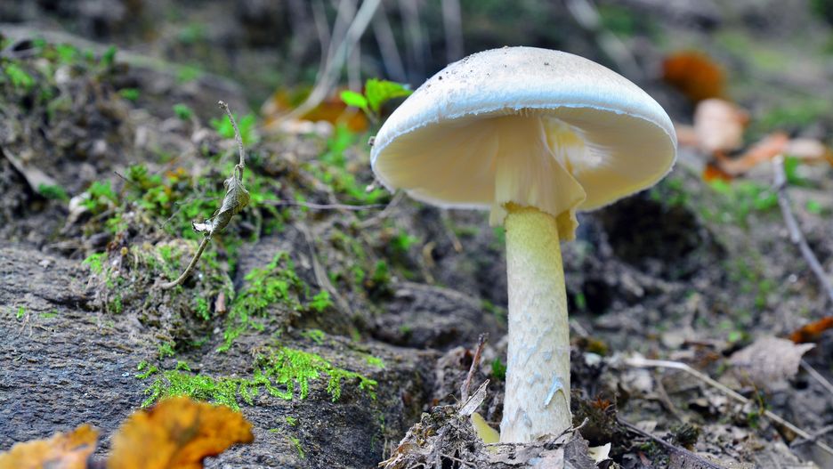 Kanie często mogą być mylone z muchomorami sromotnikowymi.