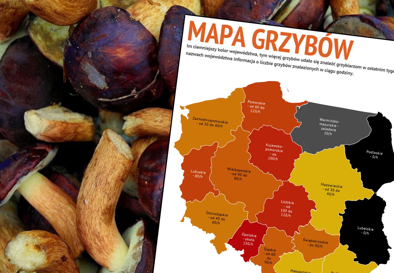 Gdzie na grzyby? Oto grzybowa mapa Polski