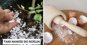 Skorupki jajek - odpad, którego lepiej nie wyrzucać. Wykorzystasz je w kuchni i w ogrodzie