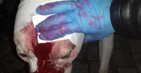 Wałbrzych. Amstaff rzucił się na dziecko. Już wcześniej zaatakował chłopca