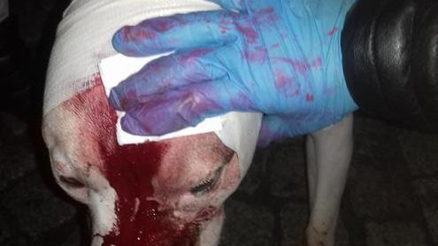 Amstaff z Wałbrzycha już wcześniej zaatakował przechodnia
