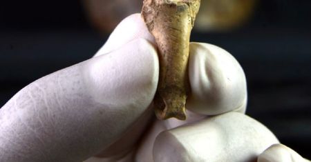 Archeolodzy zbadali kość orła. Może być częścią "ostatniego naszyjnika neandertalczyków"