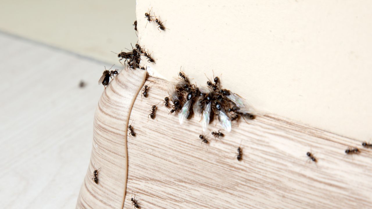 Skórki tego warzywa pomogą Ci pozbyć się mrówek z domu. Znikną od razu