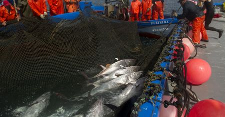 Zmiany klimatyczne duszą oceany. To może być koniec tuńczyków i innych gatunków