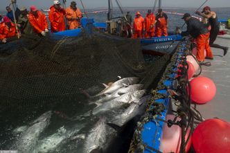 Zmiany klimatyczne duszą oceany. To może być koniec tuńczyków i innych gatunków