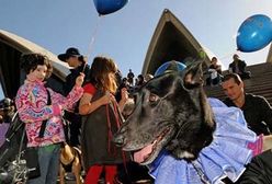 Psia muzka w Sydney