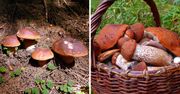 W tych miejscówkach w Polsce znajdziesz najwięcej grzybów. Wyniesiesz z nich pełne koszyki