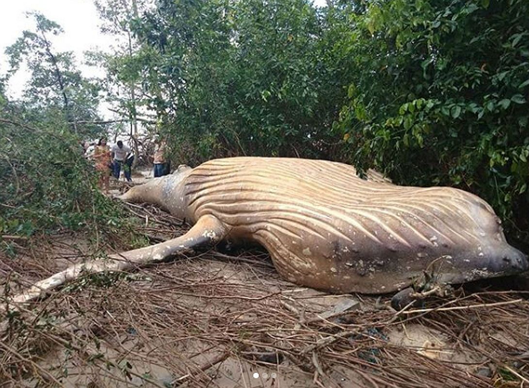 Brazylia. Martwy wieloryb znaleziony w amazońskiej dżungli