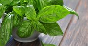 Bazylia - właściwości i zastosowanie popularnej rośliny