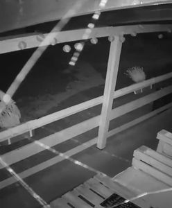 Radny ukradł kwiatki w Nadarzynie. Wójt przeprasza za swojego kandydata