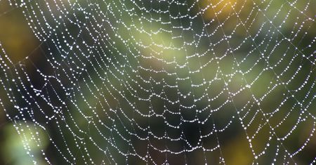 Odkryto jadowitego pająka. Jego ugryzienie sprawia, że ciało zaczyna gnić