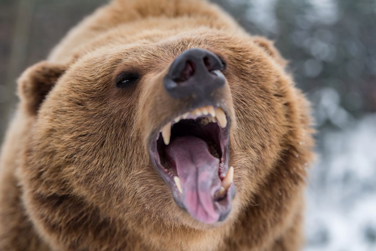 Kanada: Niedźwiedź morderca zabił matkę i jej malutką córeczkę
