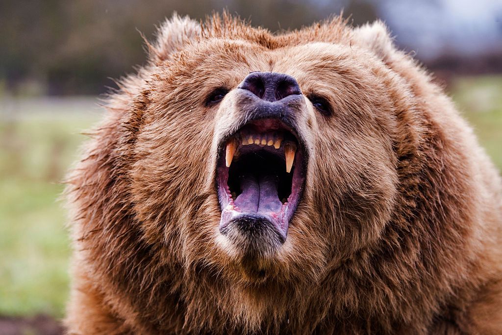Niedźwiedź grizzly zaatakował Kanadyjczyka. Uratował go scyzoryk 